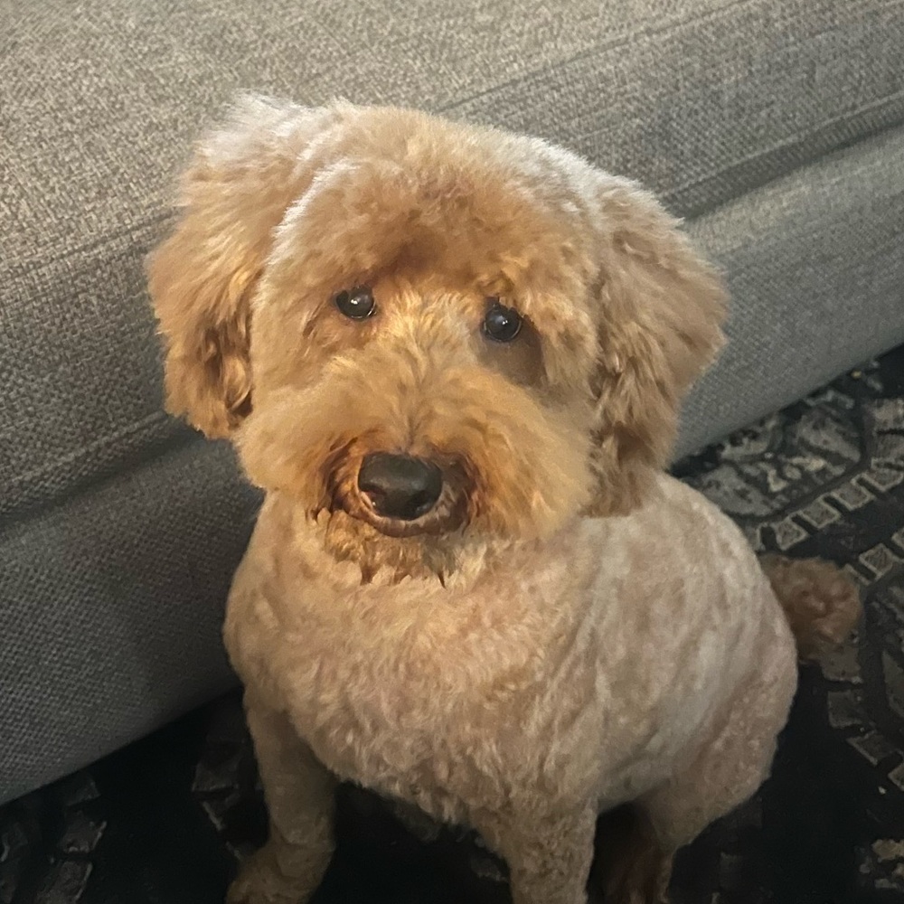 Meet your Posher, Alicia